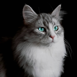 https://upforme.ru/uploads/001a/0f/73/76/t11999.png