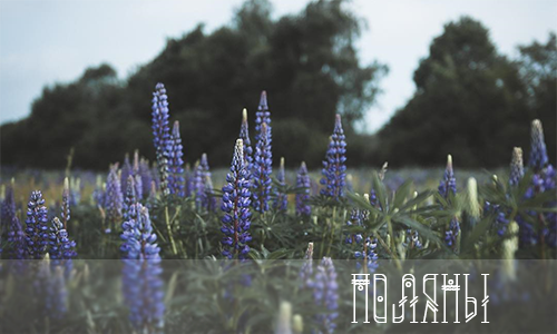 https://upforme.ru/uploads/001a/0f/73/9/282314.png