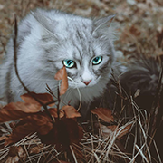https://upforme.ru/uploads/001a/0f/73/9/71961.png