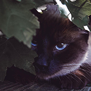 https://upforme.ru/uploads/001a/0f/73/9/733237.png