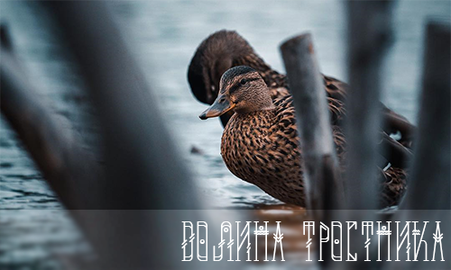 https://upforme.ru/uploads/001a/0f/73/9/778481.png
