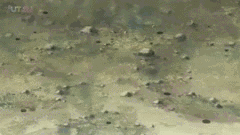 https://upforme.ru/uploads/001a/12/f3/67/t110475.gif
