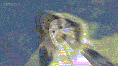 https://upforme.ru/uploads/001a/12/f3/67/t936386.gif