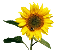 https://upforme.ru/uploads/001a/17/1c/66/388235.png
