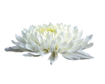 https://upforme.ru/uploads/001a/17/1c/66/394816.png