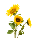 https://upforme.ru/uploads/001a/17/1c/66/587154.png