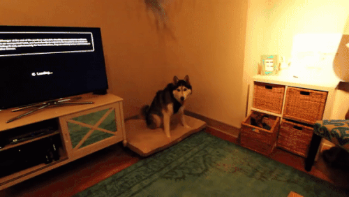 https://upforme.ru/uploads/001a/1f/30/18/t597506.gif