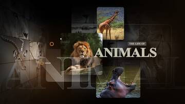 Project After Effects  3300  3400