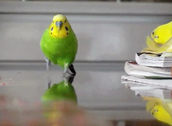 https://upforme.ru/uploads/001a/74/14/31/t527145.gif
