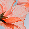 https://upforme.ru/uploads/001a/7d/a5/337/142209.png