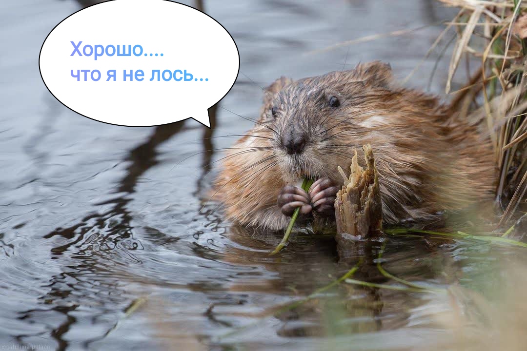 https://upforme.ru/uploads/001a/8c/05/249/472121.jpg