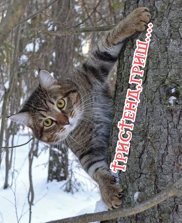 https://upforme.ru/uploads/001a/8c/05/249/55872.jpg