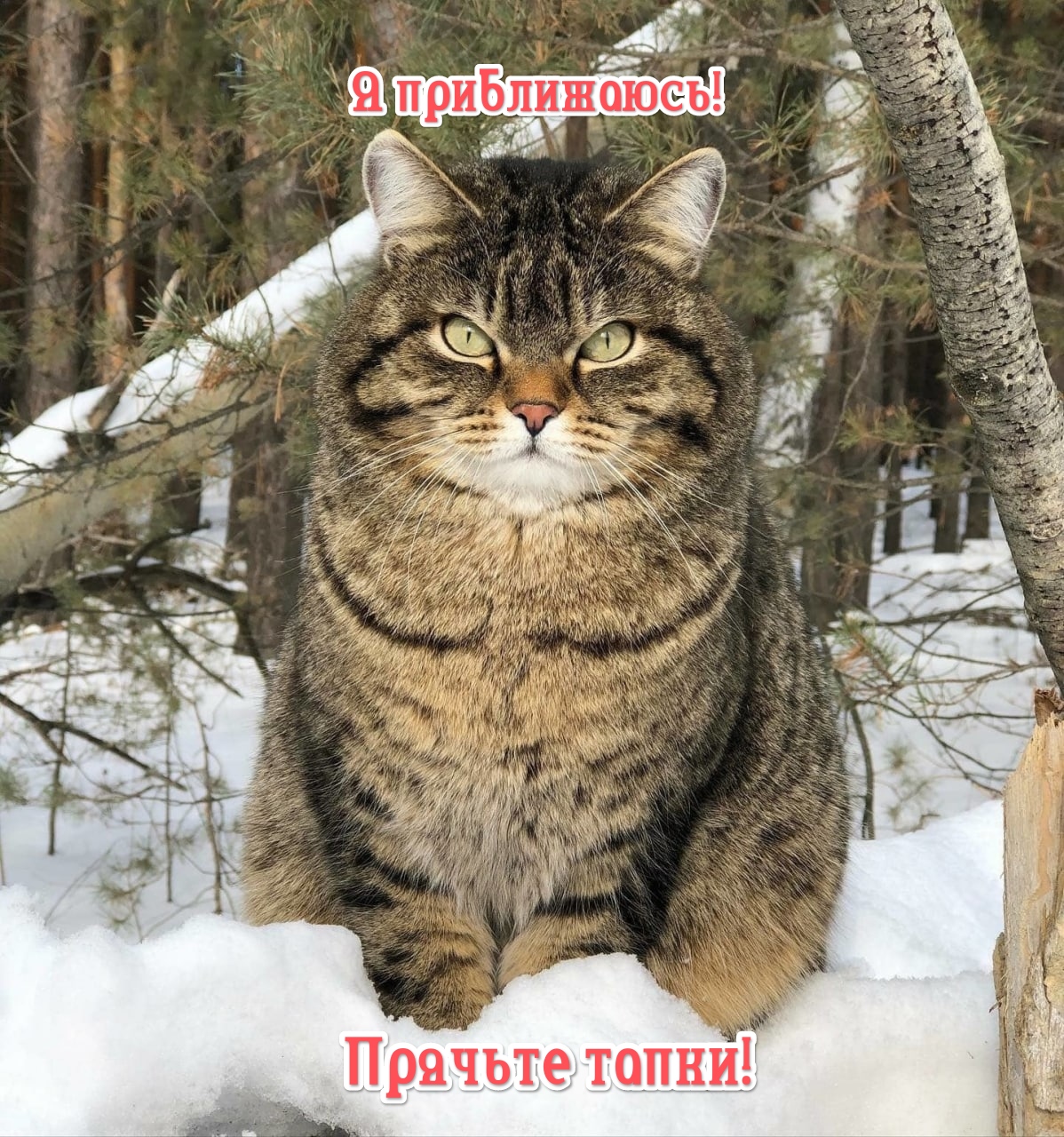 https://upforme.ru/uploads/001a/8c/05/249/793884.jpg