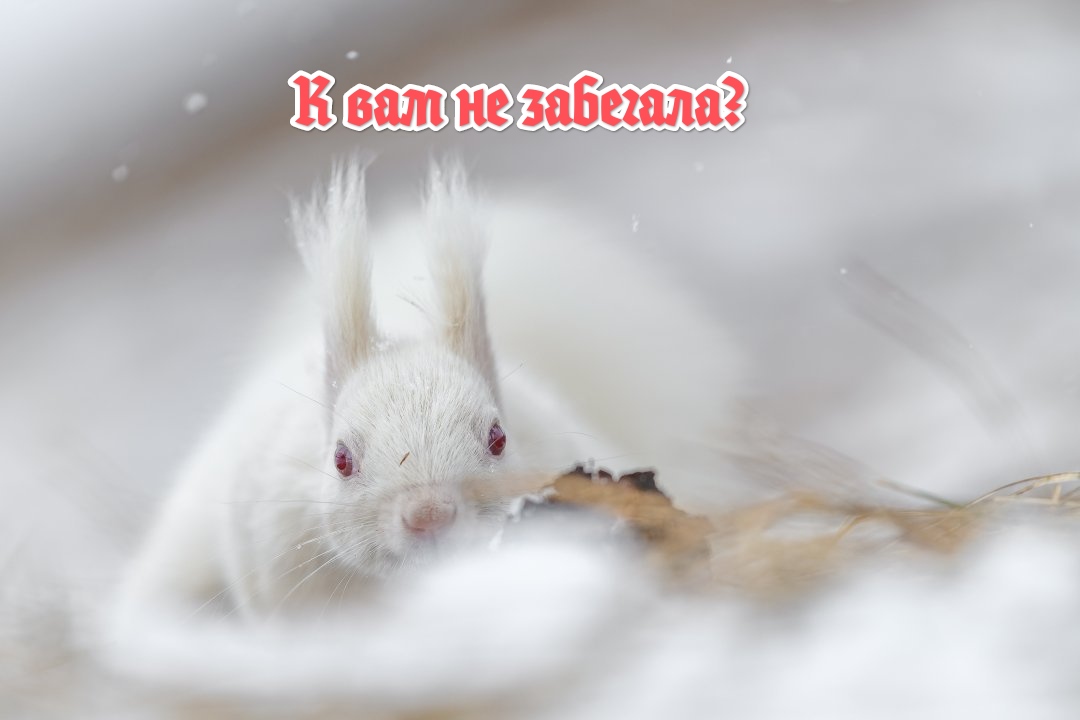 https://upforme.ru/uploads/001a/8c/05/249/892974.jpg