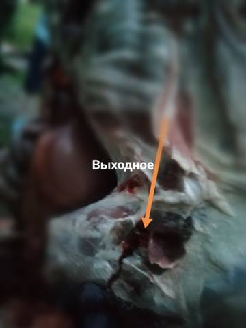 https://upforme.ru/uploads/001a/8c/05/76/t888151.jpg