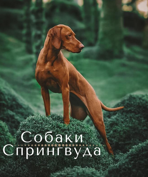 https://upforme.ru/uploads/001a/a9/04/2/373645.png