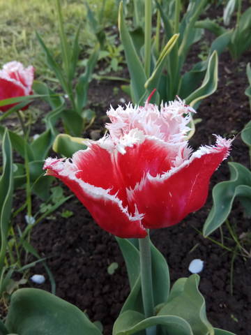 https://upforme.ru/uploads/001a/ac/c3/22/t763786.jpg