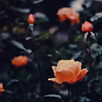 https://upforme.ru/uploads/001a/ae/99/14/231507.png