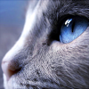 https://upforme.ru/uploads/001a/ae/99/23/282440.png