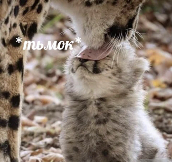https://upforme.ru/uploads/001a/ae/99/64/354728.jpg