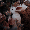 https://upforme.ru/uploads/001a/af/e5/153/143210.png