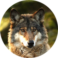 https://upforme.ru/uploads/001a/af/e5/189/t663429.png