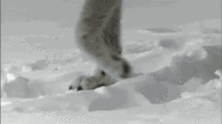 https://upforme.ru/uploads/001a/af/e5/30/332101.gif