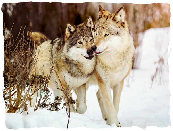 https://upforme.ru/uploads/001a/af/e5/54/700849.png