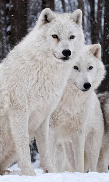 https://upforme.ru/uploads/001a/af/e5/85/t51940.jpg