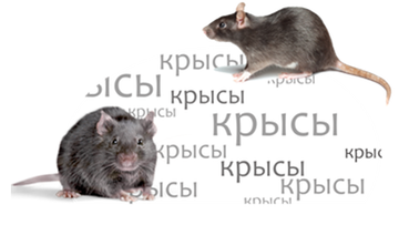 https://upforme.ru/uploads/001a/b1/70/111/t697744.png