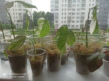 https://upforme.ru/uploads/001a/b7/49/195/t952216.jpg