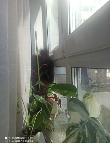 https://upforme.ru/uploads/001a/b7/49/195/t976341.jpg
