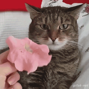 https://upforme.ru/uploads/001a/b7/49/198/t156927.gif