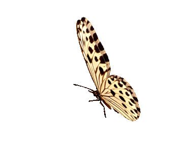 https://upforme.ru/uploads/001a/b7/49/251/t752823.gif