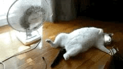 https://upforme.ru/uploads/001a/b7/49/344/t700985.gif