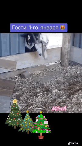 https://upforme.ru/uploads/001a/b7/49/565/t751546.gif