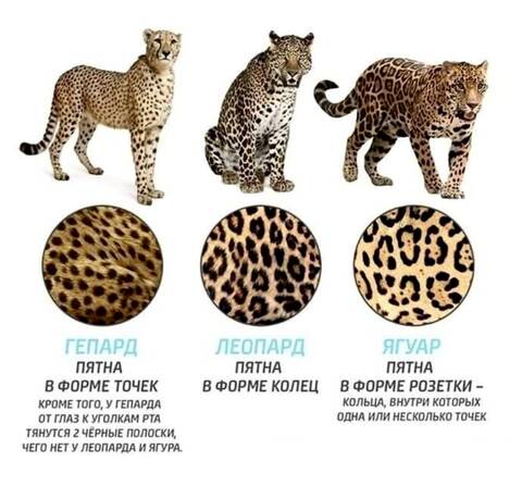 https://upforme.ru/uploads/001a/b7/49/82/t122175.jpg