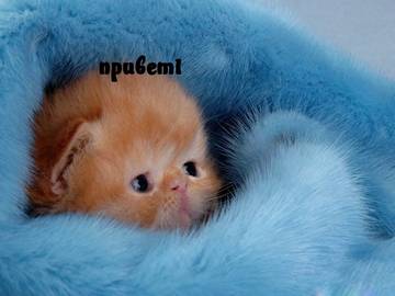 https://upforme.ru/uploads/001a/b7/a9/2/t284384.jpg