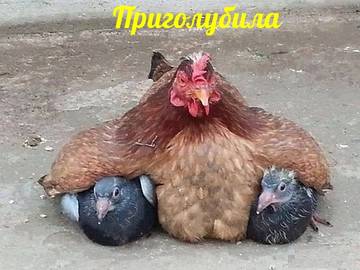https://upforme.ru/uploads/001a/b7/a9/2/t425287.jpg