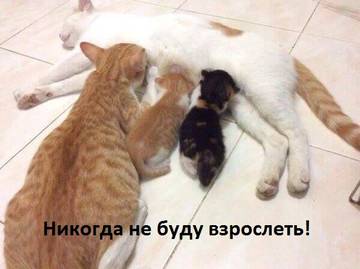 https://upforme.ru/uploads/001a/b7/a9/2/t729420.jpg