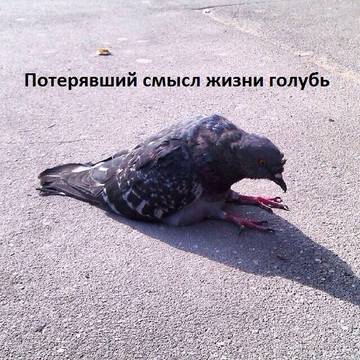https://upforme.ru/uploads/001a/b7/a9/2/t867996.jpg