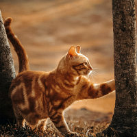 https://upforme.ru/uploads/001a/b9/7b/147/314997.jpg