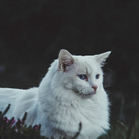 https://upforme.ru/uploads/001a/b9/7b/147/333526.jpg