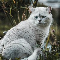 https://upforme.ru/uploads/001a/b9/7b/147/797667.jpg