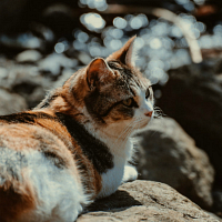 https://upforme.ru/uploads/001a/b9/7b/147/95415.jpg