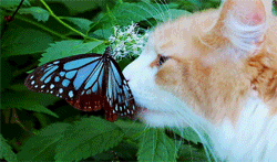 https://upforme.ru/uploads/001a/bd/ab/2/300768.gif