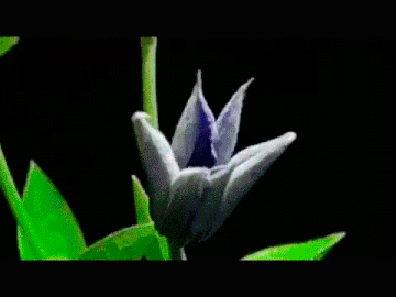 https://upforme.ru/uploads/001a/be/49/13/t176242.gif