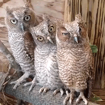 https://upforme.ru/uploads/001a/be/49/13/t432784.gif