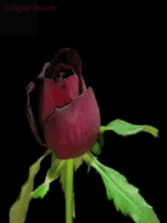 https://upforme.ru/uploads/001a/be/49/13/t606289.gif