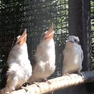 https://upforme.ru/uploads/001a/c0/d2/5/t140965.gif